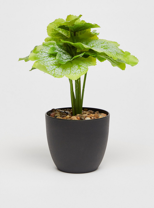 Potted Plant - 23 cms