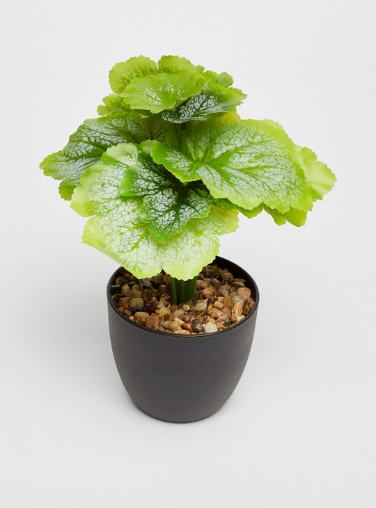 Potted Plant - 23 cms