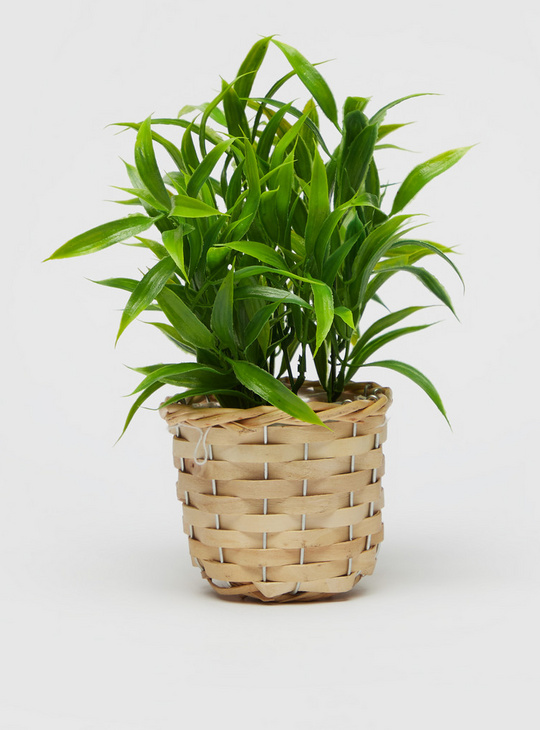 Plant with Woven Pot