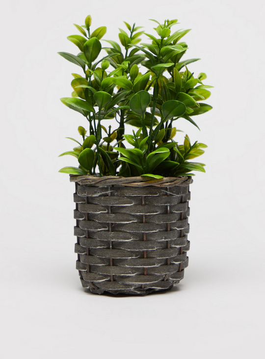 Plant with Woven Pot - 20 cms