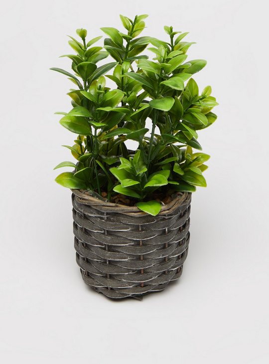 Plant with Woven Pot - 20 cms