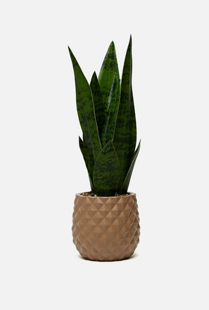 Snake Plant in Textured Pot