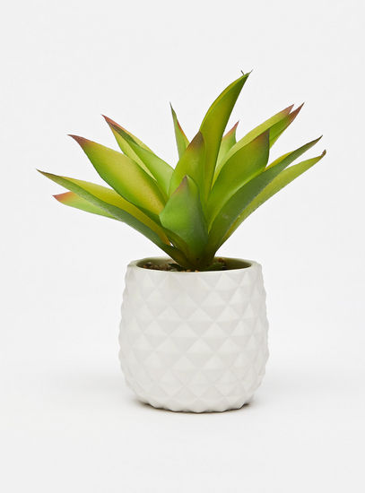 Plant in Ceramic Pot-Potted Plants-image-0