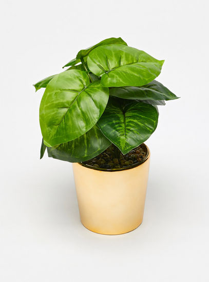 Potted Plant-Potted Plants-image-1