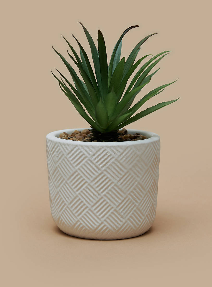 Decorative Succulent in Textured Planter-Potted Plants-image-0