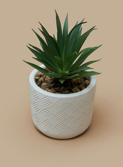 Decorative Succulent in Textured Planter-Potted Plants-image-1