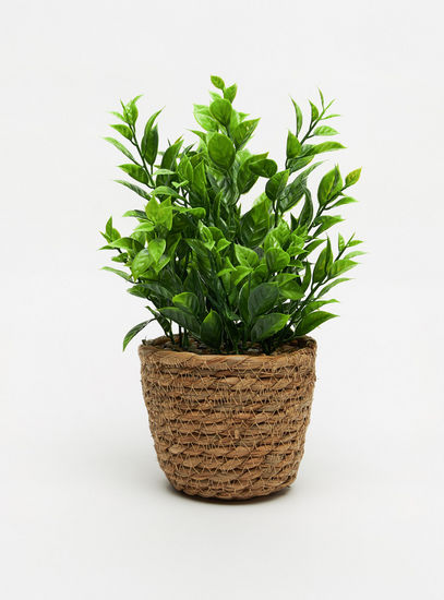 نبات ديكور داخل إناء زرع جوت-نباتات الأصص-image-0