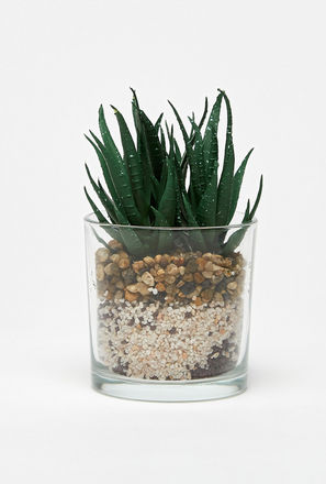 Decorative Plant in Transparent Cylindrical Planter