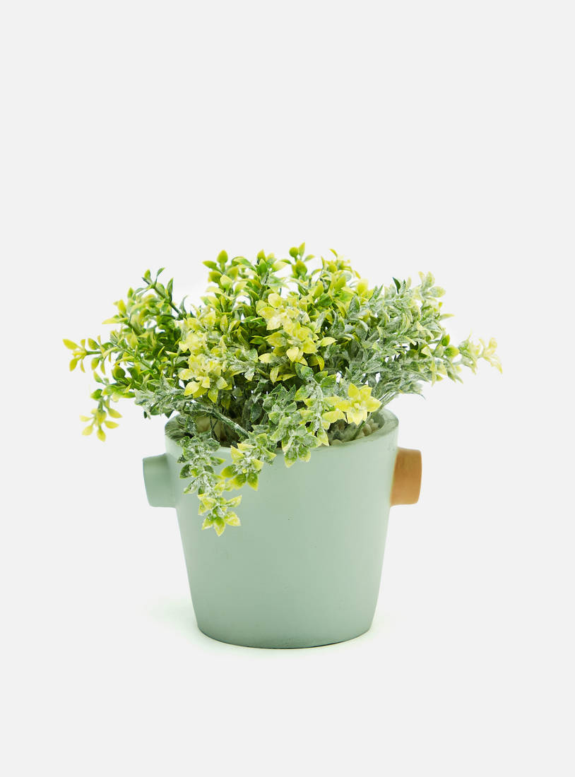 نبات ديكور في إناء زرع-نباتات الأصص-image-0