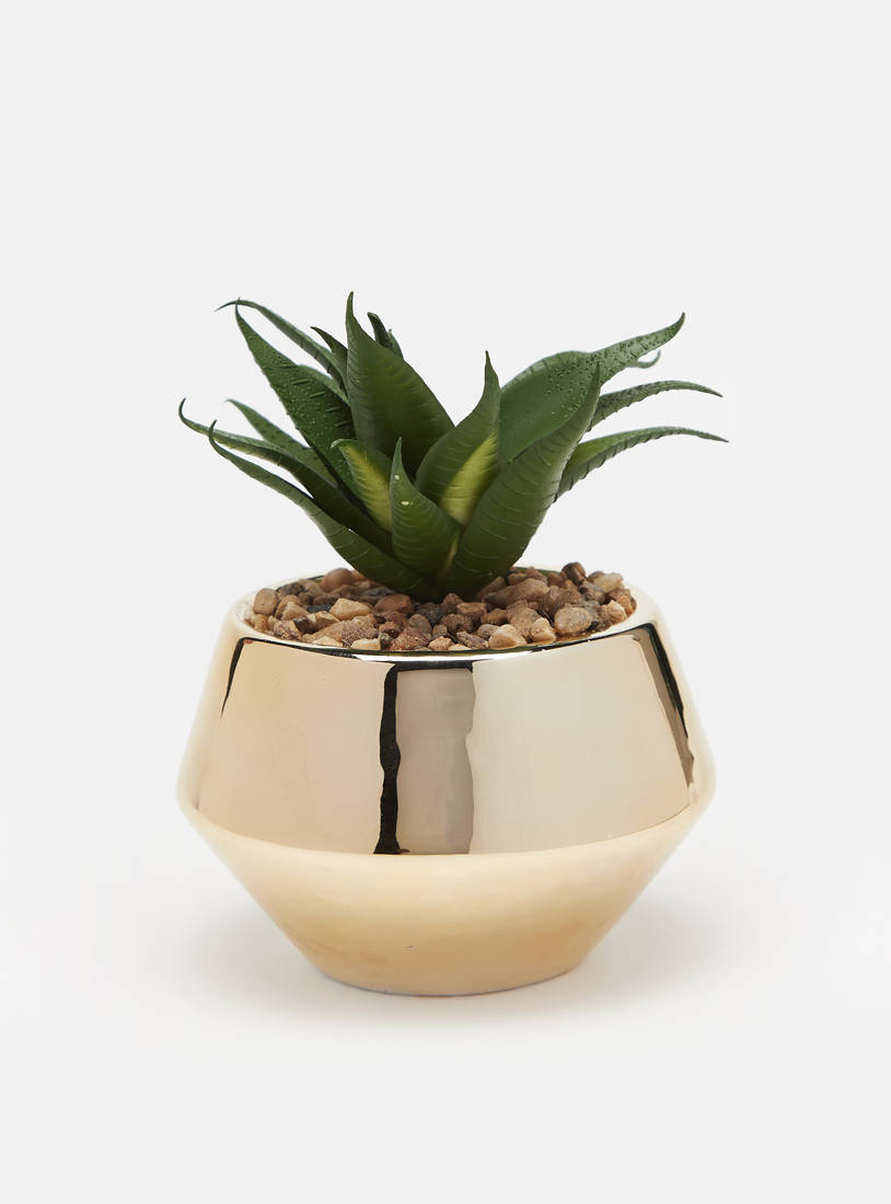 Decorative Succulent in Pot-Potted Plants-image-0