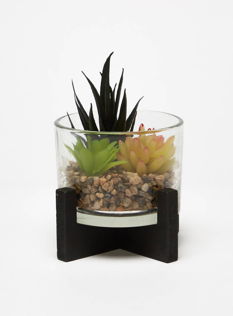 Succulent Plant in Glass Pot-Potted Plants-image-0