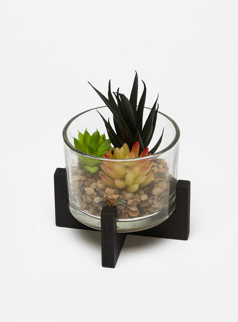 Succulent Plant in Glass Pot-Potted Plants-image-1