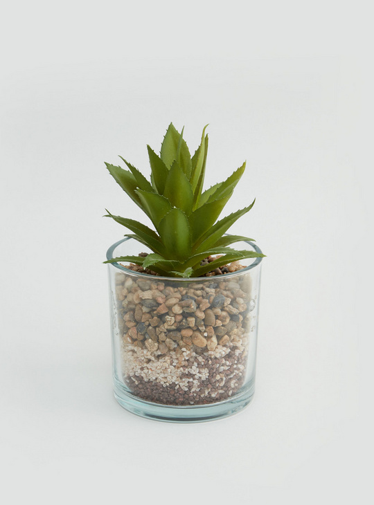 Decorative Potted Plant
